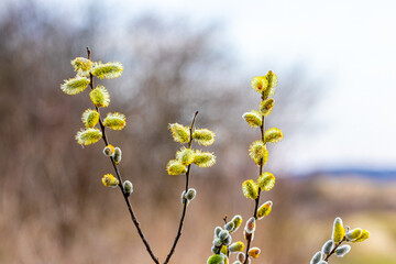 Willow branches with fluffy catkins in the forest
