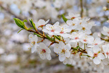 Cherry plum blossoms. A cherry plum  branch with delicate white flowers