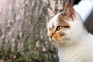 A white spotted cat with an attentive look in the garden near a tree