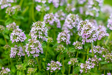 Thyme blooms in the spring. Thyme is a medicinal and honey-bearing plant