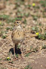 Sabotalerche / Sabota Lark / Calendulauda sabota.