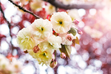 Japanese cherry blossoms. Delicate light pink sakura flowers on a tree in the garden