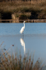 Echassier blanc posé dans un étang