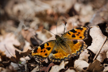 Papillon posé dans les feuilles mortes