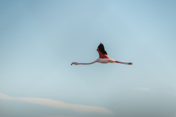 Obraz premium Flamant rose en vol