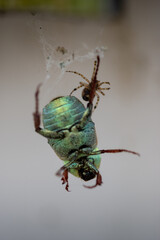 Araign&eacute;e qui a captur&eacute; un scarab&eacute;e