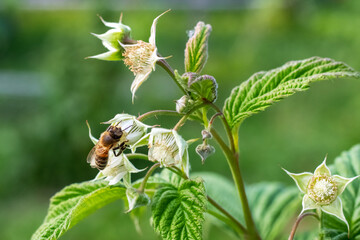 Raspberry branches with flowers and a bee collecting nectar from flowers