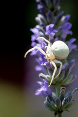 Araign&eacute;e crabe &agrave; l'aff&ucirc;t en gros plan