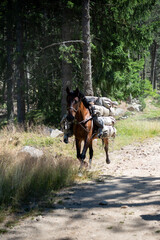 Cheval qui transporte des sacs pour des randonneurs