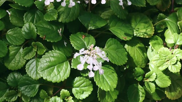 leaves and flowers, white flower, garden, flower in a garden, nature, plant, leaf, leaves, flower, spring, summer, blossom, potato, strawberry, flowers, tree, flora, foliage, agriculture, bush, green,
