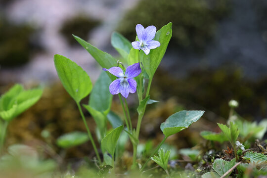 Heath Violet, Viola canina, also known as Heath Dog Violet, wild flowering plant from Finland
