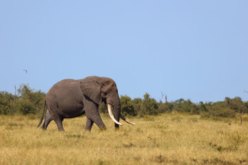 Fototapeta premium Afrikanischer Elefant / African elephant / Loxodonta africana