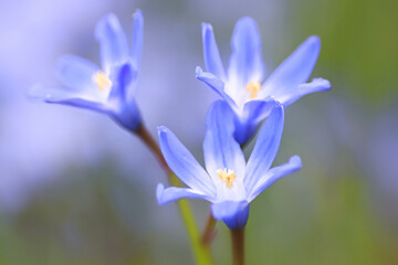 Glory-of-the-snow, also called blue giant, Scilla forbesii, blue spring flower from Finland - obrazy, fototapety, plakaty