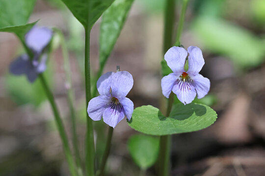 Wonder Violet, Viola mirabilis, wild spring flower from Finland