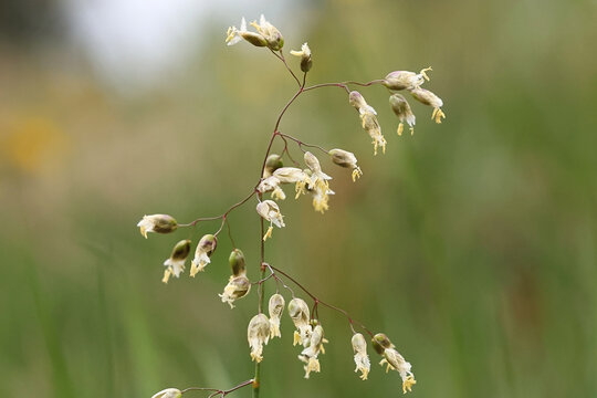 Northern sweetgrass, Anthoxanthum hirtum, also called Hierochloe odorata, wild plant from Finland