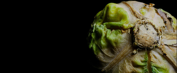 Rotten homemade cabbage on a black background in macro