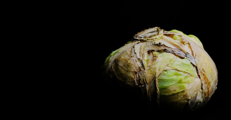 Rotten cabbage on a black background close-up