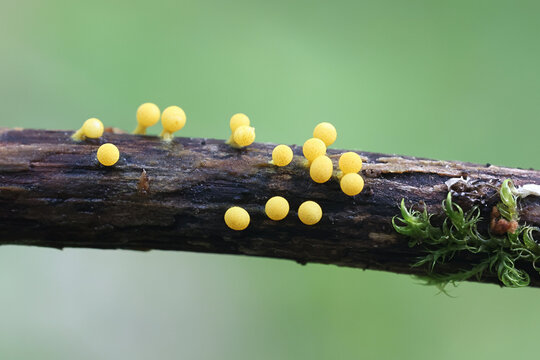 Physarum sulphureum, golden slime mold from Finland, no common English name
