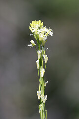 Tower Mustard, Arabis glabra, also called Turritis glabra, commonly known as Tower Rockcress, wild plant from Finland