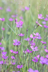 Maiden pink, Dianthus deltoides, wild flower from Finland