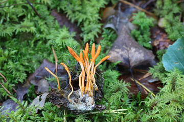 Scarlet Caterpillar Club, Cordyceps militaris, entomopathogenic fungus from Finland