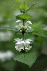White nettle, Lamium album, also known as white dead-nettle, wild plant from Finland