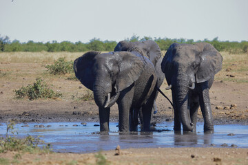 Obraz premium Afrikanischer Elefant / African elephant / Loxodonta africana