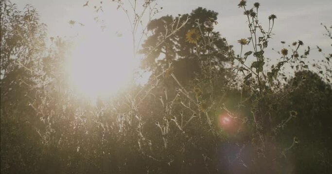 Bright sunshine through flowers