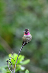 Anna's Hummingbird at Red Bluff, California