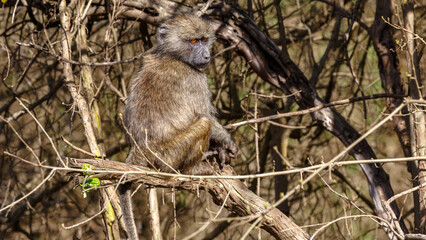 Arusha National Park