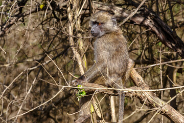 Arusha National Park