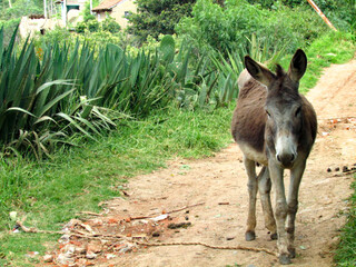 Burro de granja