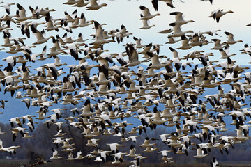 Snow Geese in Flight at Sacramento Wildlife Refuge, California
