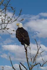 Bald Eagle at Sacramento Wildlife Refuge, California