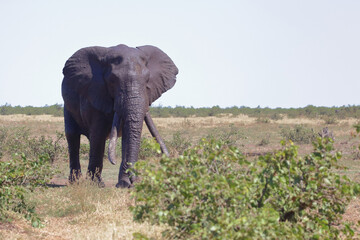 Afrikanischer Elefant / African elephant / Loxodonta africana