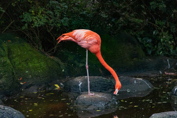 Flamingo standing on a rock looking for food in the water.  
The Scientific name is Phoenicopteridae
