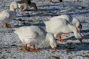 Some white geese in the snow