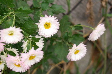 white chrysanthemum. White Chrysanthemum Flowers. High angle shot. white-yellow chrysanthemums. natural flower background. autumn flowers.