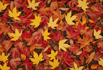 Naklejka na ściany i meble Colorful Autumn Leaf Pattern on Forest Floor