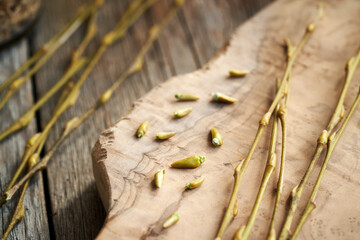 Willow buds and youngbranches harvested in late winter or early spring - ingredient for...