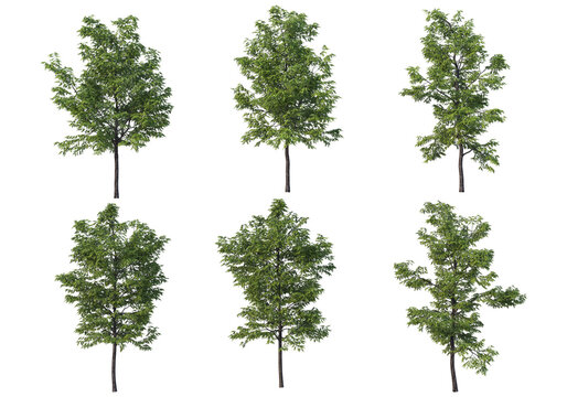 Cutout environmental trees growth shapes set transparent backgrounds 3d render png file