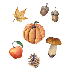 Watercolor illustration of pumpkin, mushroom, apple, acorn, maple leaf and pine cones
