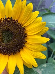 Naklejka premium sunflower in the garden