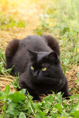 Beautiful bombay black cat portrait lying outdoors in grass in summer spring nature garden on sun in sunlight