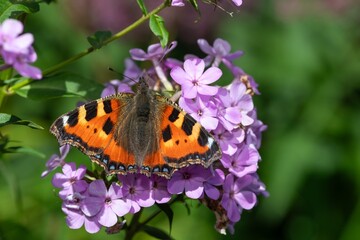 Close up of a small tortoiseshell (aglais urticae) butterfly pollinating pink garden phlox flowers
