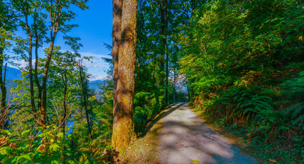 Sunlight filtering through trees on BC urban forest trail