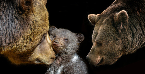 little brown bear and his mother