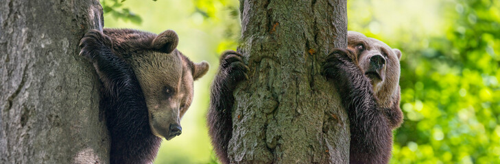 brown bear on a tree