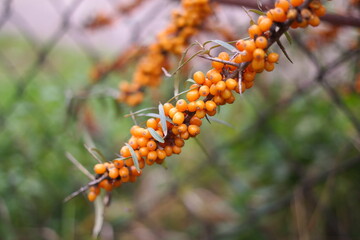Obraz premium sea buckthorn berries on a branch. sea buckthorn tree. Sea buckthorn close-up shot in early autumn. Mature sea buckthorn on branches taken in October. Many orange sea-buckthorn berries on bush.