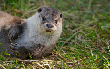 otter - Lutra lutra in nature